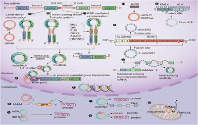 The Roles of CircRNAs in Regulating Muscle Development of Livestock Animals